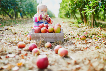 Wall Mural - Adorable baby girl sitting on the ground near crate full of ripe apples