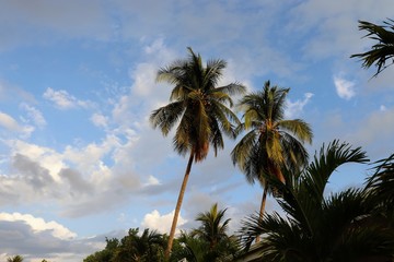 two palm trees