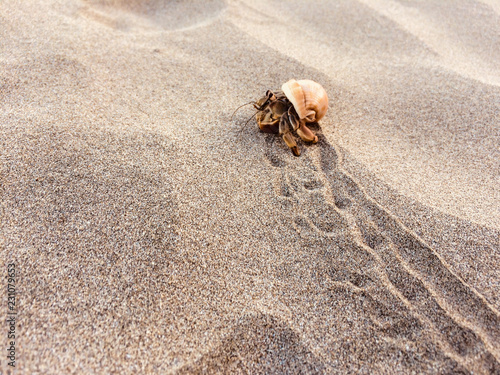 Fotografía hermit crab on beach - crab inside shell -