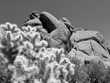 Cactus et rochers en noir et blanc