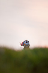 Sticker - Atlantic puffin, fratercula arctica, Faroe island