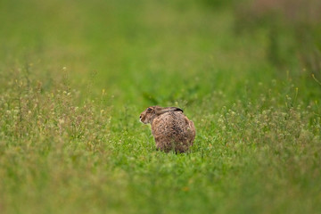 Wall Mural - european hare, lepus europaeus