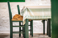 A Beautiful Wild, Stray Cat Resting On A Green Wicker Chair At A Cafe Or Taverna, On The Enchanting Greek Island Of Hydra.