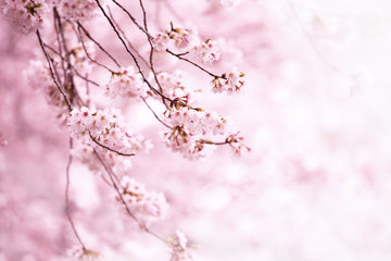 Wall Mural - cherry blossom in full bloom. cherry flowers in small clusters on a cherry tree branch. shallow dept