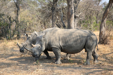 Wall Mural - Two white rhino males in Kruger National Park