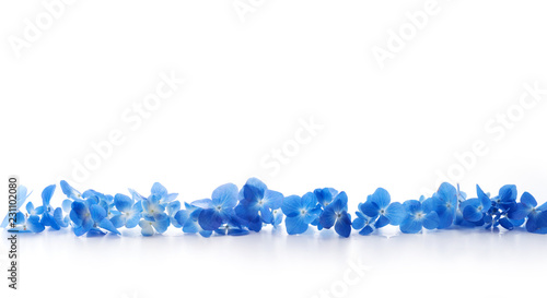 Row Of Soft Blue Hydrangea Hydrangea Macrophylla Or Hortensia Flower Isolated On White Stock Photo Adobe Stock Row Of Soft Blue Hydrangea Hydrangea Macrophylla Or Hortensia Flower Isolated On White Stock Photo Adobe Stock