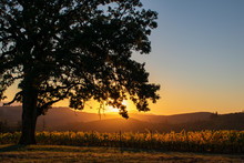 Sunset Glows On The Hazy Hills Behind A Hilltop View Of An Oregon Vineyard In Fall, With An Iconic Oak Tree In The Foreground.