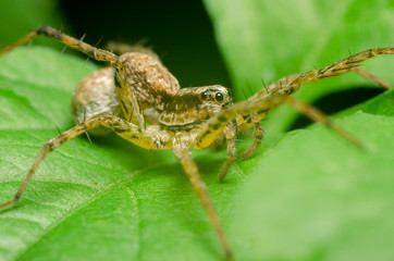 Wall Mural - spider in nature