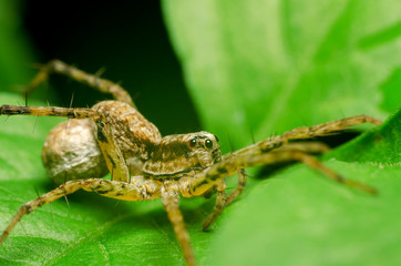 Wall Mural - spider in nature