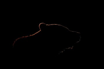 Wall Mural - brown bear face contour in side view. bear face silhouette on black background.