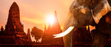 Ivory Elephant And Ayuthaya Ancient Pagoda With Sunset Sky Background