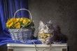 Cute kitty and basket with spring flowers