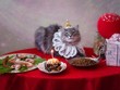 Cat birthday card