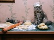 Kitten - chef assistant
