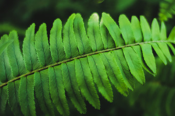 Wall Mural - Close-up Fern species green leaf