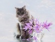 Gray kitty and bouquet of crocuses