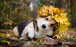 A dog of the Welsh Corgi breed Pembroke on a walk in the autumn forest. A dog in a wreath of autumn leaves.