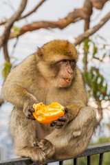 Barbary macaque on Gibraltar