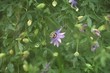 męczennica odmiana lady lavender
