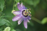 Fototapeta Storczyk - kwiat męczennicy odmiany lady lavender