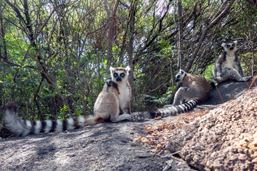 Wall Mural - Ring Tailed Lemur  kata ,Close up Ring-tailed lemur baby and mother.Wild nature Madagascar