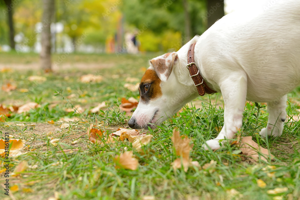 Cute funny dog in autumn park
