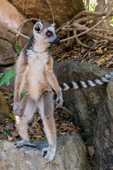 Wall Mural - Ring Tailed Lemur  kata , stand on two legs Close up Wild lemur,wild nature  Madagascar