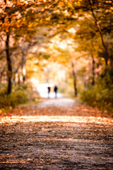two blurred people walking in the distance with beautiful fall/autumn colors on a wooded path and li