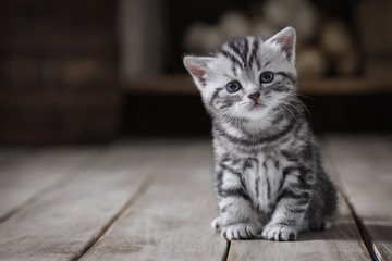 Portrait of a cute kitten