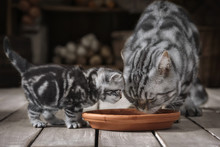 Adult Cat And Little Kitten Drinking Milk From A Bowl
