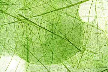 leaves background
