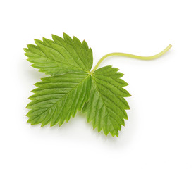 Berry strawberry leaf isolated