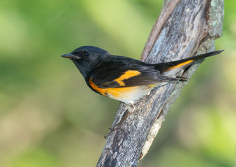 Wall Mural - Migratory bird American Redstart