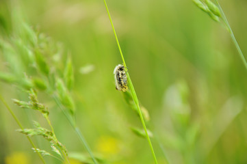 Bumblebee on green grass