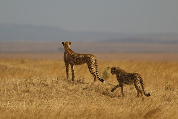 cheetah sisters hunting, masai mara