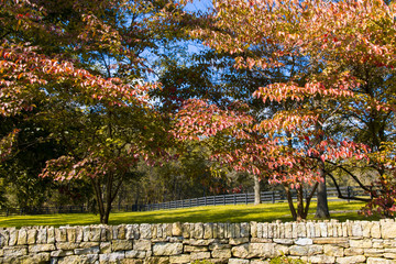 Wall Mural - Autumn trees. Country landscape.