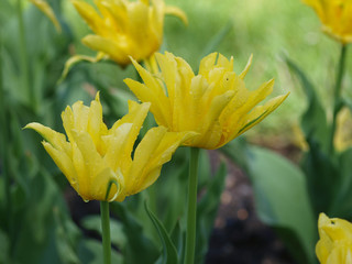 Poster - La Tulipe à fleur de lys 'yellow spider' aux pétales de forme araignée de couleur jaune vif.