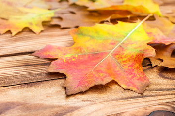 Colorful autumn leaves on wooden background. Close up.