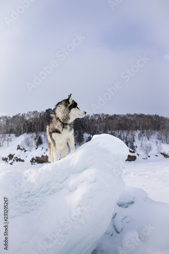 ice forest siberians
