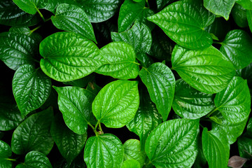 Wall Mural - beautiful green betel leaves texture background