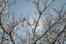 Snow On Tree With Buds