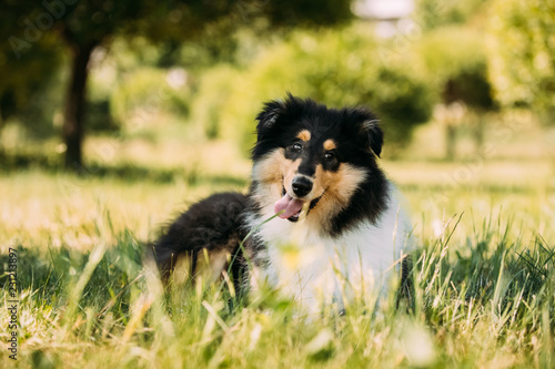 Tricolor Rough Collie Puppy Funny Scottish Collie Long Haired