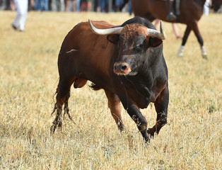 toro español con grandes cuernos