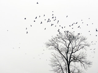 mystic abstract landscape with birds over trees that fly in the shape of an arc or female breasts (b
