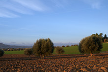 Tree In Field, Landscape, Sky, Agriculture, Nature, Rural,blue, Farm, Grass, Tree, Land, Meadow, Countryside, Autumn, 