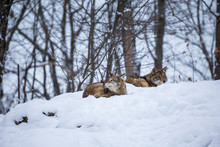 Pack Of Coyotes Resting In The Snow In North Quebec, Canada
