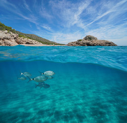 beach and rock with fish and sand underwater, mediterranean sea, split view half above and below wat
