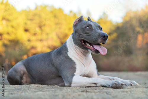 88+ American Staffordshire Bull Terrier For Sale
