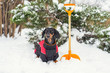 A dachshund dog, black and tan, dressed in warm clothes, stands next to an orange shovel. Janitor cleans snow in the yard