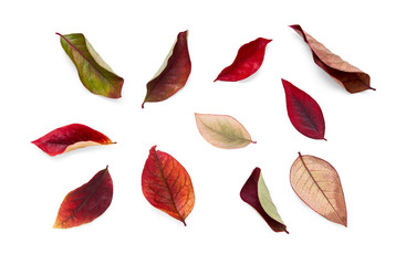 Wall Mural - collection of colourful autumn leaves isolated on a white background.